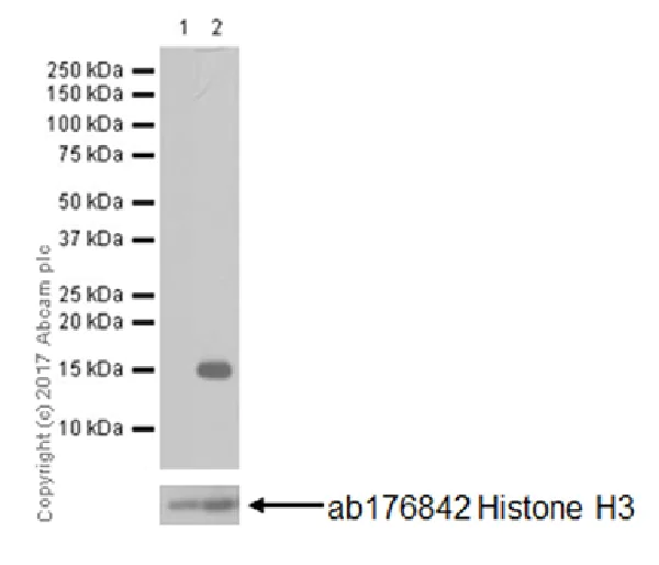 Western blot - Anti-Histone H3 (citrulline R26) antibody [EPR20606] (AB212082)