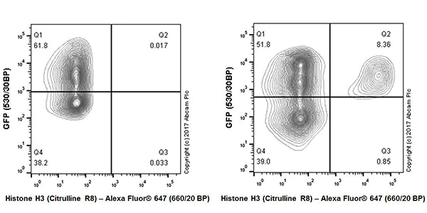 Flow Cytometry (Intracellular) - Anti-Histone H3 (citrulline R8) antibody [EPR20358-13] (AB219406)