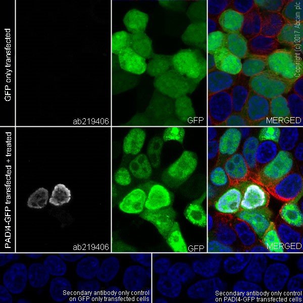 Immunocytochemistry/ Immunofluorescence - Anti-Histone H3 (citrulline R8) antibody [EPR20358-13] (AB219406)