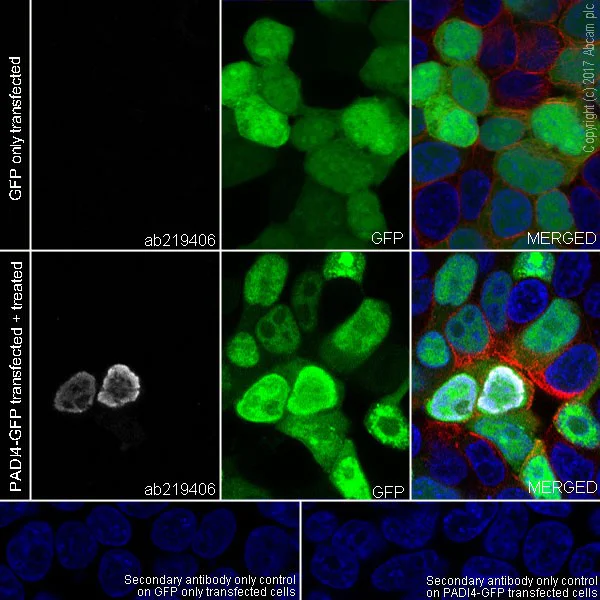 Immunocytochemistry/ Immunofluorescence - Anti-Histone H3 (citrulline R8) antibody [EPR20358-13] (AB219406)