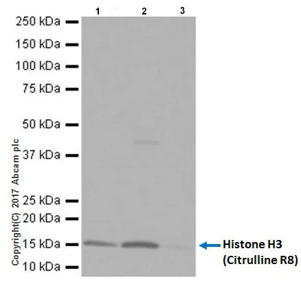 Immunoprecipitation - Anti-Histone H3 (citrulline R8) antibody [EPR20358-13] (AB219406)