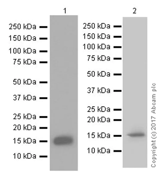 Western blot - Anti-Histone H3 (citrulline R8) antibody [EPR20358-13] (AB219406)