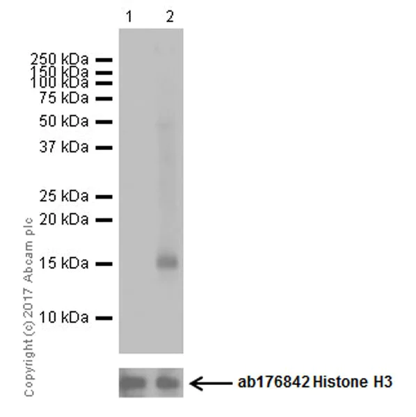 Western blot - Anti-Histone H3 (citrulline R8) antibody [EPR20358-13] (AB219406)