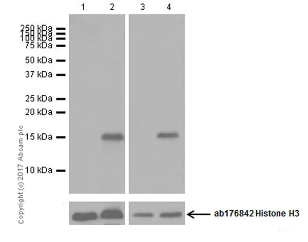 Western blot - Anti-Histone H3 (citrulline R8) antibody [EPR20358-13] (AB219406)