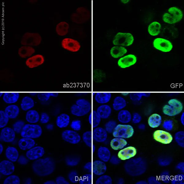 Immunocytochemistry/ Immunofluorescence - Anti-Histone H3 (citrulline R8) antibody [EPR20358-13] - BSA and Azide free (AB232939)