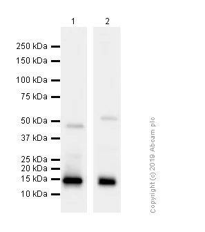 Western blot - Anti-Histone H3 (citrulline R8) antibody [EPR20358-13] - BSA and Azide free (AB232939)