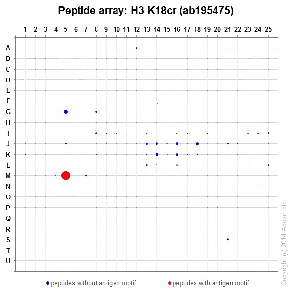 Peptide Array - Anti-Histone H3 (crotonyl K18) antibody [EPR18773] (AB195475), expandable thumbnail