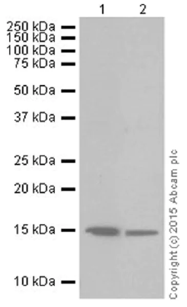Western blot - Anti-Histone H3 (crotonyl K18) antibody [EPR18773] (AB195475)