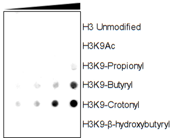 Dot Blot - Anti-Histone H3 (crotonyl K9) antibody [RM339] (AB271346)