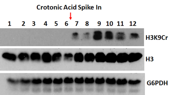 Western blot - Anti-Histone H3 (crotonyl K9) antibody [RM339] (AB271346)