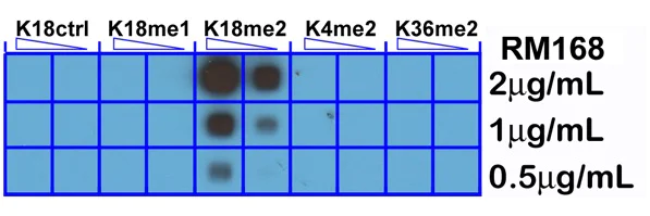 Dot Blot - Anti-Histone H3 (di methyl K18) antibody [RM168] (AB214726)