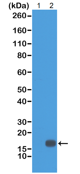 Western blot - Anti-Histone H3 (di methyl K18) antibody [RM168] (AB214726)