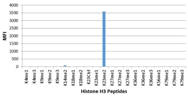ELISA - Anti-Histone H3 (di methyl K23) antibody [RM171] (AB214654)