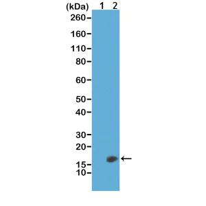Western blot - Anti-Histone H3 (di methyl K23) antibody [RM171] (AB214654)