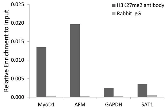ChIP - Anti-Histone H3 (di methyl K27) antibody - ChIP Grade (AB194690)