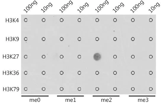 Dot Blot - Anti-Histone H3 (di methyl K27) antibody - ChIP Grade (AB194690)