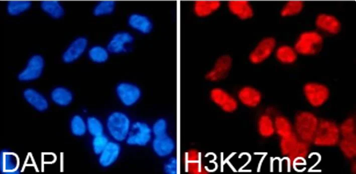 Immunocytochemistry/ Immunofluorescence - Anti-Histone H3 (di methyl K27) antibody - ChIP Grade (AB194690)