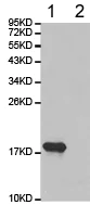 Western blot - Anti-Histone H3 (di methyl K27) antibody - ChIP Grade (AB194690)