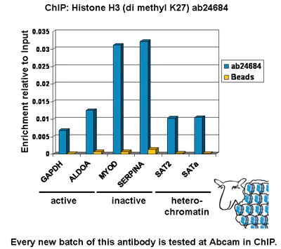 ChIP - Anti-Histone H3 (di methyl K27) antibody - ChIP Grade (AB24684)