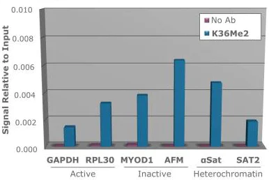 ChIP - Anti-Histone H3 (di methyl K36) antibody (AB272158)