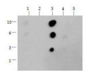 Dot Blot - Anti-Histone H3 (di methyl K36) antibody (AB272158), expandable thumbnail