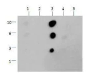 Dot Blot - Anti-Histone H3 (di methyl K36) antibody (AB272158)