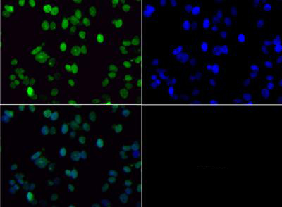 Immunocytochemistry/ Immunofluorescence - Anti-Histone H3 (di methyl K36) antibody (AB272158), expandable thumbnail