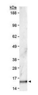 Western blot - Anti-Histone H3 (di methyl K36) antibody (AB272158), expandable thumbnail