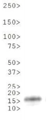 Western blot - Anti-Histone H3 (di methyl K36) antibody (AB272158)