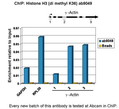 ChIP - Anti-Histone H3 (di methyl K36) antibody - ChIP Grade (AB9049)