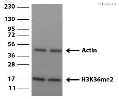 Western blot - Anti-Histone H3 (di methyl K36) antibody - ChIP Grade (AB9049)