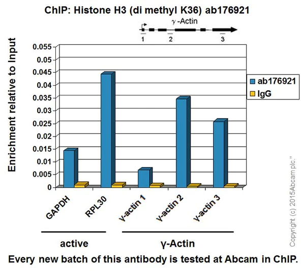 ChIP - Anti-Histone H3 (di methyl K36) antibody [EPR16994(2)] - BSA and Azide free (AB239408)