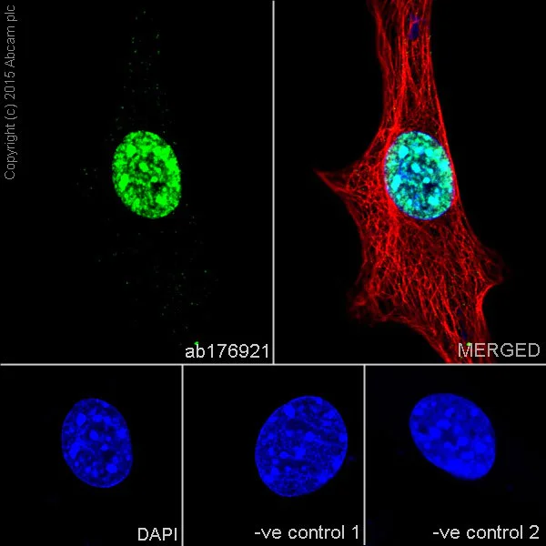 Immunocytochemistry/ Immunofluorescence - Anti-Histone H3 (di methyl K36) antibody [EPR16994(2)] - BSA and Azide free (AB239408)