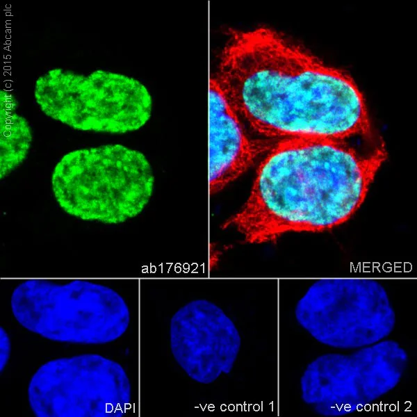 Immunocytochemistry/ Immunofluorescence - Anti-Histone H3 (di methyl K36) antibody [EPR16994(2)] - BSA and Azide free (AB239408)