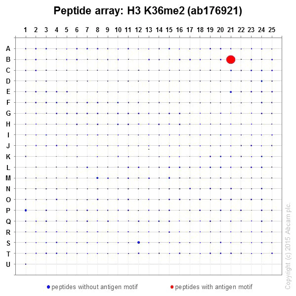 Peptide Array - Anti-Histone H3 (di methyl K36) antibody [EPR16994(2)] - BSA and Azide free (AB239408)