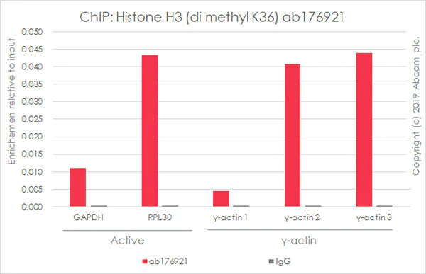 ChIP - Anti-Histone H3 (di methyl K36) antibody [EPR16994(2)] - ChIP Grade (AB176921)