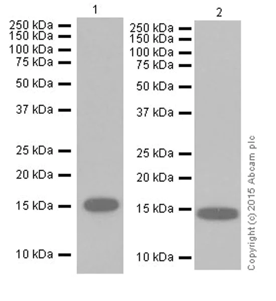 Western blot - Anti-Histone H3 (di methyl K36) antibody [EPR16994(2)] - ChIP Grade (AB176921)