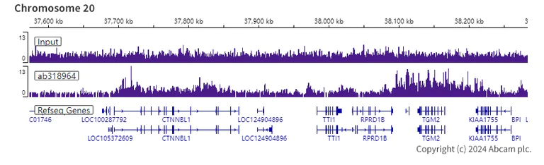 ChIP-sequencing - Anti-Histone H3 (di methyl K36) antibody [EPR28335-73] (AB318964)