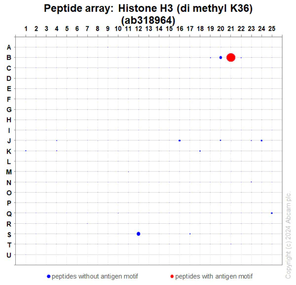 Peptide Array - Anti-Histone H3 (di methyl K36) antibody [EPR28335-73] (AB318964)