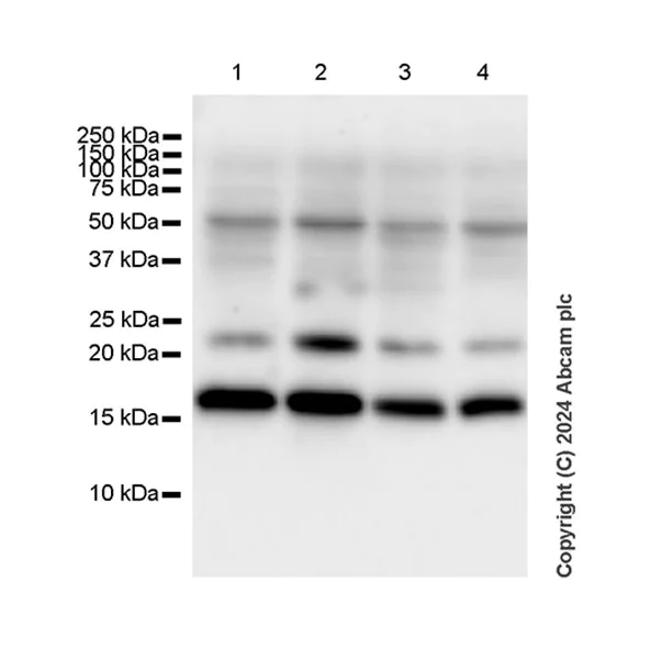 Western blot - Anti-Histone H3 (di methyl K36) antibody [EPR28335-73] (AB318964)