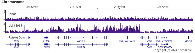 ChIP-sequencing - Anti-Histone H3 (di methyl K36) antibody [EPR28335-73] - BSA and Azide free (AB318965)