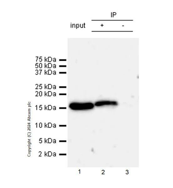 Immunoprecipitation - Anti-Histone H3 (di methyl K36) antibody [EPR28335-73] - BSA and Azide free (AB318965)
