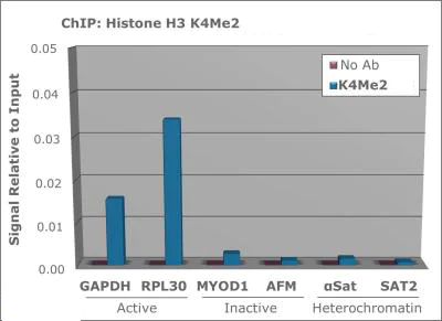 ChIP - Anti-Histone H3 (di methyl K4) antibody (AB272142)