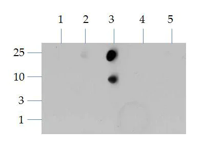 Dot Blot - Anti-Histone H3 (di methyl K4) antibody (AB272142)