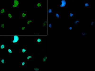 Immunocytochemistry/ Immunofluorescence - Anti-Histone H3 (di methyl K4) antibody (AB272142)