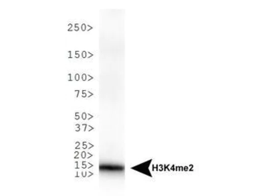 Western blot - Anti-Histone H3 (di methyl K4) antibody (AB272142)