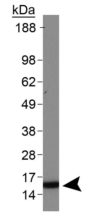 Western blot - Anti-Histone H3 (di methyl K4) antibody (AB272142)
