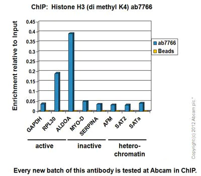 ChIP - Anti-Histone H3 (di methyl K4) antibody - ChIP Grade (AB7766)