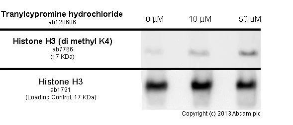 Functional Studies - Anti-Histone H3 (di methyl K4) antibody - ChIP Grade (AB7766)