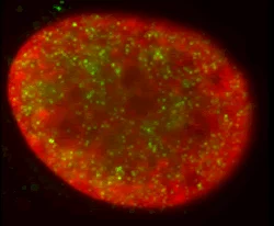 Immunocytochemistry/ Immunofluorescence - Anti-Histone H3 (di methyl K4) antibody - ChIP Grade (AB7766)